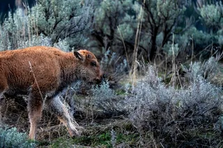 Yellowstone Wildlife Photography Tour