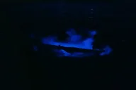 Florida Bioluminescent Kayak Tour thumbnail 2