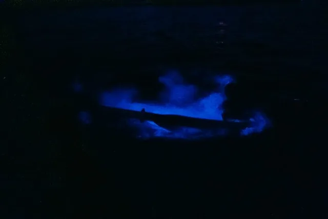 Florida Bioluminescent Kayak Tour - Image 2