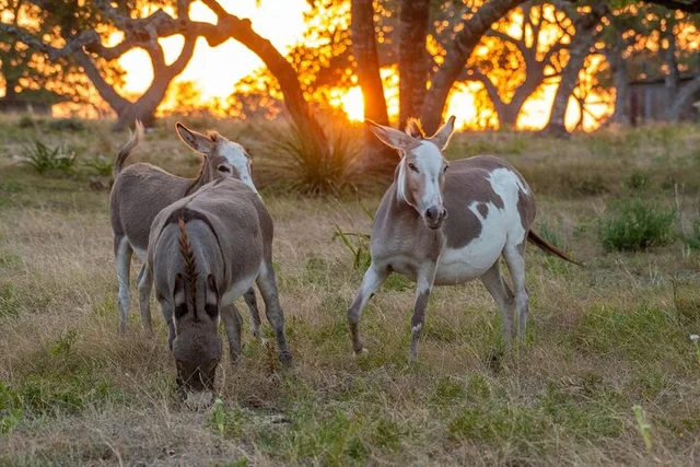 Fredericksburg Safari and Wine Tasting Tour - Image 4