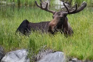 Anchorage Valley of Glaciers and Wildlife Tour 7 hr thumbnail 5