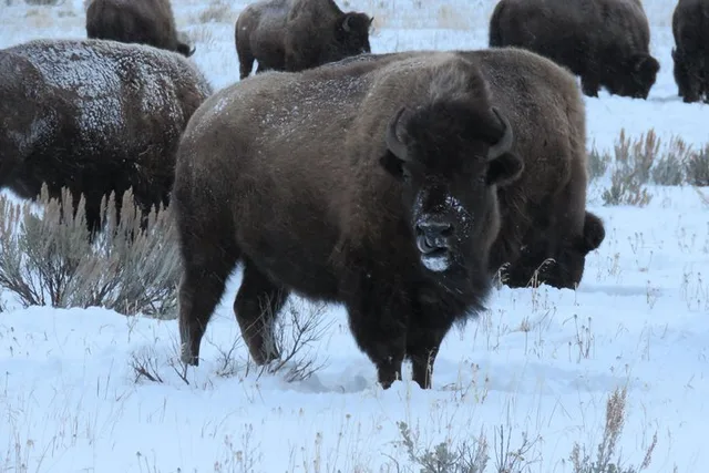 Jackson Hole Wildlife Tour in Grand Teton Park - 4 hr - Image 6