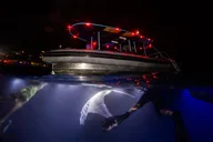 Kailua-Kona Night Manta Ray Snorkel Experience thumbnail 5