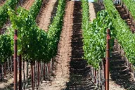 San Francisco Napa Valley Wine Tour with Tastings thumbnail 4