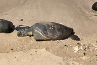 Oahu Swim with Turtles Tour thumbnail 5