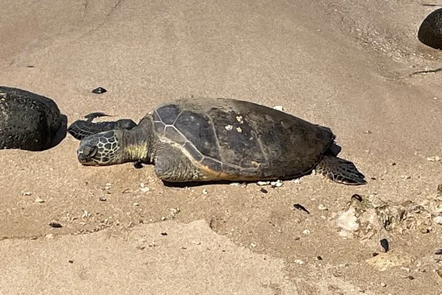 Oahu Swim with Turtles Tour - Image 5