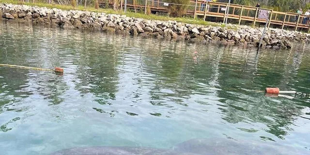 Crystal River Kayak Tour with Manatee Encounters 3 hr - Image 3