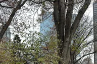 New York Central Park Horse and Carriage Ride thumbnail 6