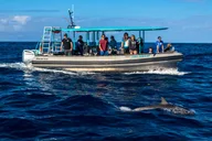 Kailua Kona Snorkeling and Coastline Exploration thumbnail 5
