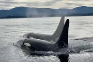 Juneau Jetski and Whale Adventure thumbnail 5