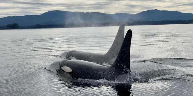 Juneau Jetski and Whale Adventure - Image 5