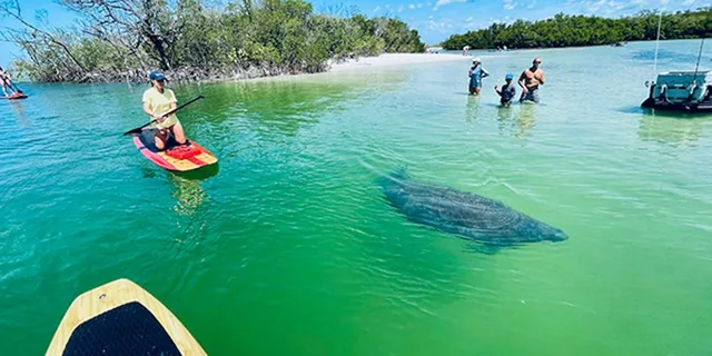 Naples Guided Paddleboard or Kayak Tour - Image 2