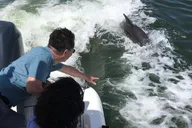 Fort Myers Beach Dolphin Tour thumbnail 6