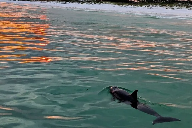 Destin Sunset Eco Tour - Image 5