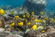 Maui Lanai Snorkel and Dolphin Watch 5 hr thumbnail 3