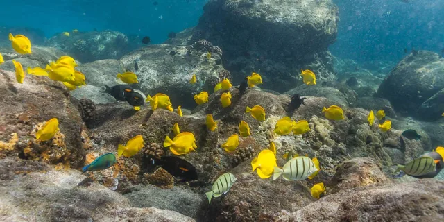 Maui Lanai Snorkel and Dolphin Watch 5 hr - Image 3