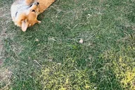 Hutto KuneKune Pig Farm Tour 45 min thumbnail 5