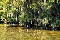 New Orleans Swamp Boat Tour Adventure thumbnail 6