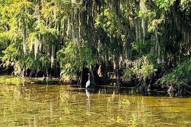 New Orleans Swamp Boat Tour Adventure - Image 6