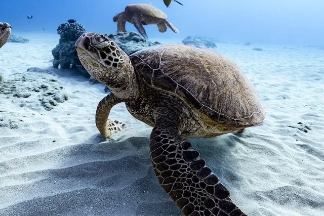 Waikiki Turtle Canyon Snorkel Tour - Image 5