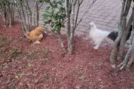 Navarre Rabbit and Chicken Petting Experience thumbnail 3