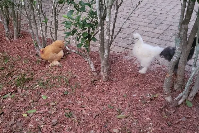 Navarre Rabbit and Chicken Petting Experience - Image 3