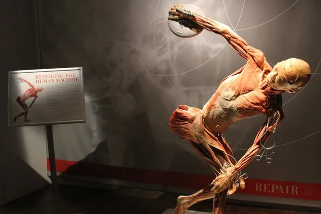 Las Vegas Real Bodies Exhibit - Image 4