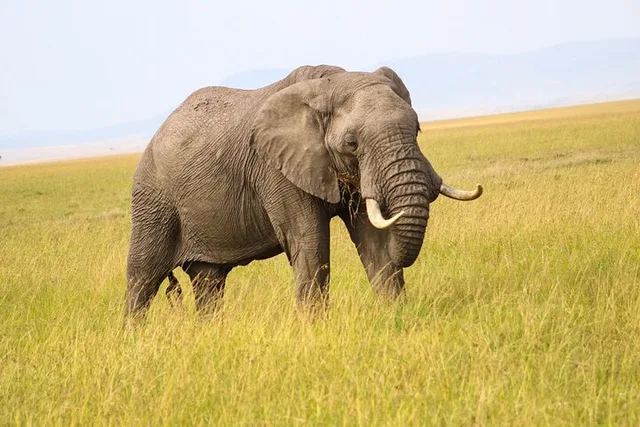 Maasai Mara National Reserve Safari - Image 4