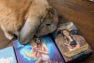 St. Augustine Oracle Card Reading Tour thumbnail 4