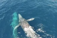 Dana Point Whale and Dolphin Watching Tour 2 hr thumbnail 5
