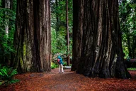 Sonoma Redwoods and Wine Country Tour thumbnail 4