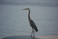Clayton Sunset River Cruise thumbnail 3