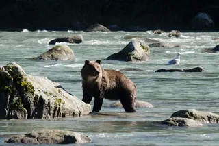 Haines Nature and Wildlife Viewing Tour 2.5 hr