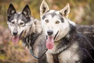 Fairbanks Dog Mushing Fall Adventure thumbnail 2