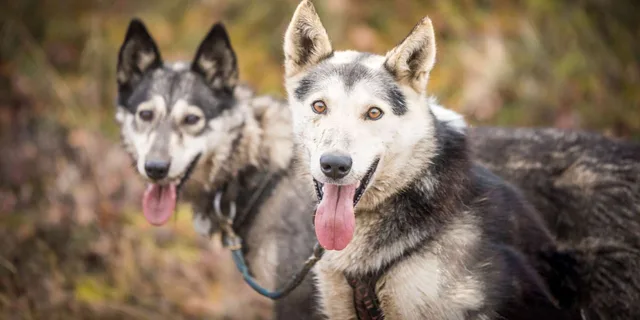 Fairbanks Dog Mushing Fall Adventure - Image 2