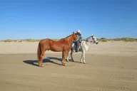 San Francisco Beach Horseback Ride & Alcatraz Tour thumbnail 1