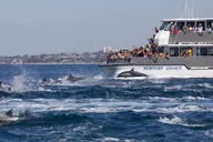 Newport Beach Whale Watching Cruise thumbnail 3