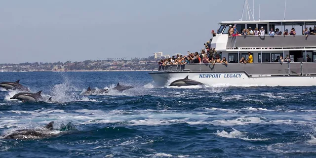 Newport Beach Whale Watching Cruise - Image 3