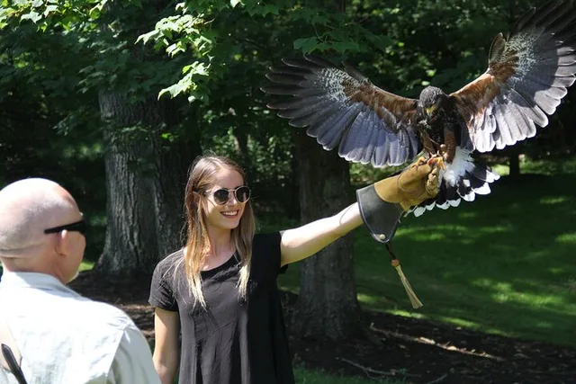 Colorado Springs Falconry Class and Demonstration 90 min - Image 4