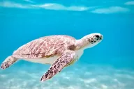 West Palm Beach Snorkeling Tour with Turtles 90 Min thumbnail 2