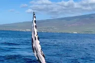 Lahaina Whale Watching Tour at Sunrise 2 hr thumbnail 5
