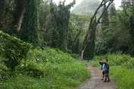 Honolulu Manoa Falls Rainforest Hike thumbnail 1