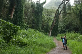 Honolulu Manoa Falls Rainforest Hike