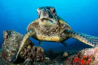 Kaua'i Scuba Diving Tour from a Boat thumbnail 1