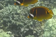 Kona Snorkel Adventure at Captain Cook Monument 4 hr thumbnail 2