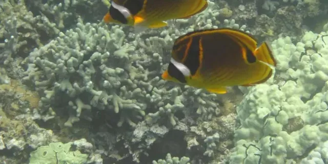 Kona Snorkel Adventure at Captain Cook Monument 4 hr - Image 2