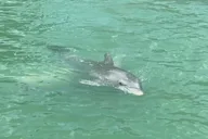 Fort Myers Dolphin and Sandbar Cruise 4 hr thumbnail 3