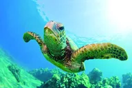 Waikiki Catamaran Snorkel Sail with Lunch thumbnail 4