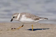 St. Petersburg Birding Tour at Fort De Soto Park thumbnail 3