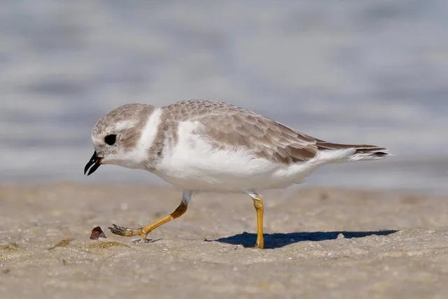 St. Petersburg Birding Tour at Fort De Soto Park - Image 3